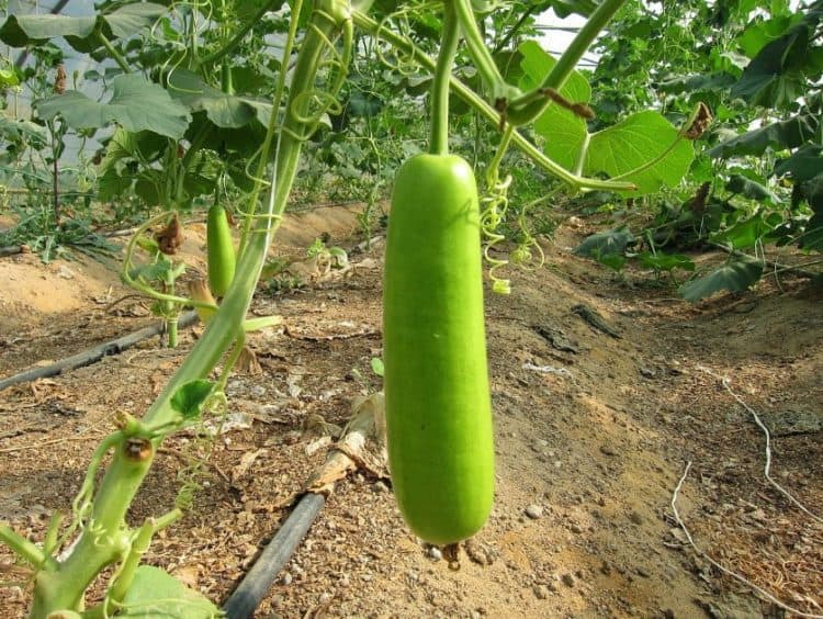 How to Grow Bottle Gourd Plant - MORFLORA
