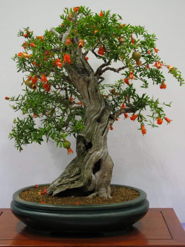 dwarf pomegranate tree bonsai