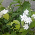arabian jasmine plant