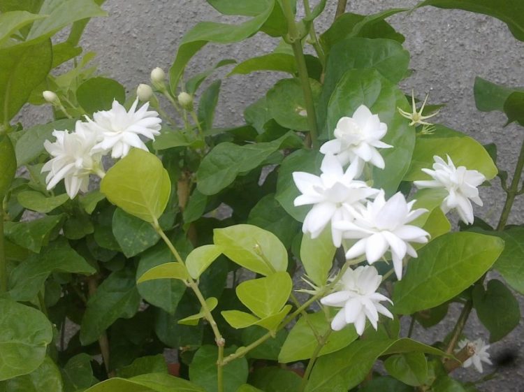Jasmine plant take care