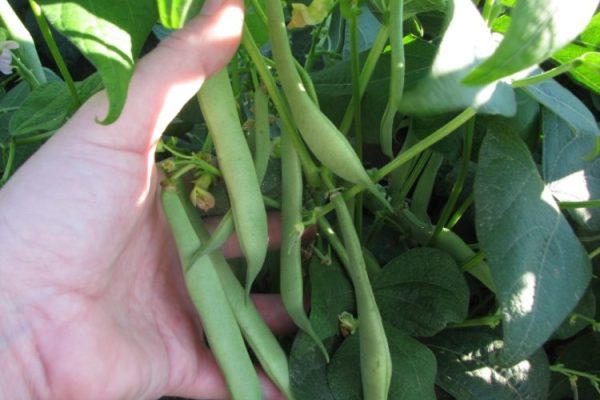 how to grow kidney bean plants