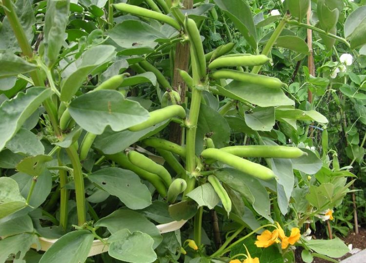tips growing pinto beans