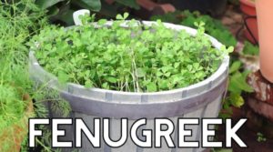 how to grow fenugreek plant