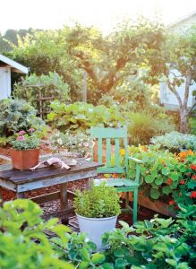 how to create vegetable garden in your backyard