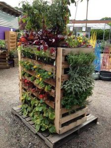 vertical pallet vegetable garden