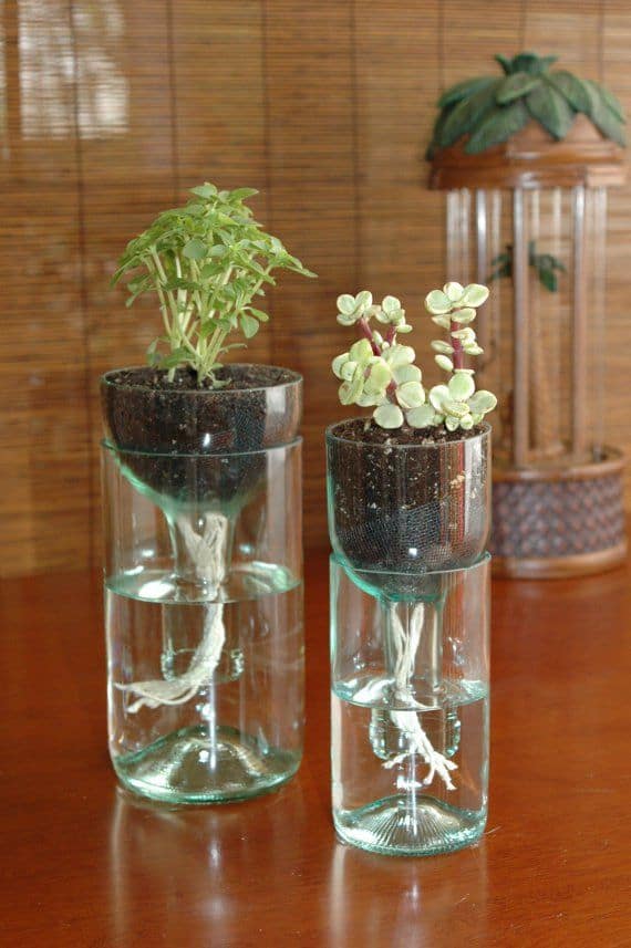 DIY self watering planter from recycled wine bottles
