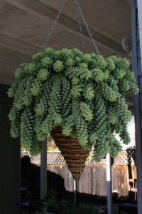 Growing Succulents in Hanging Basket