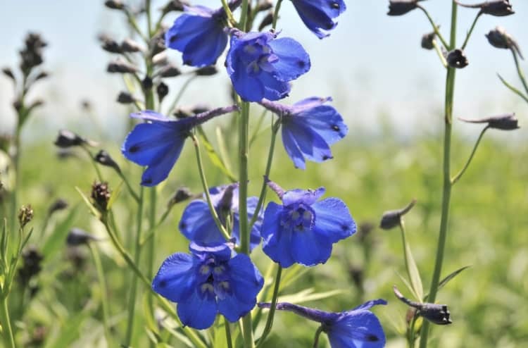 Blue Delphiniums flower