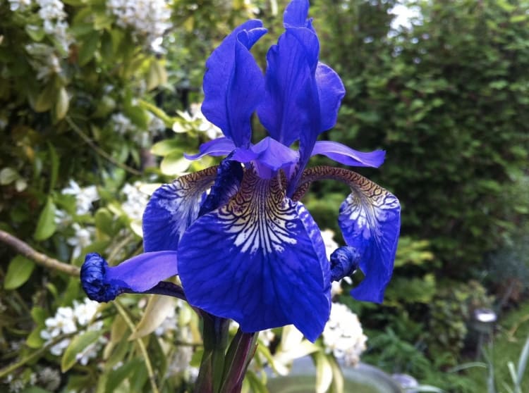Iris sibirica flower