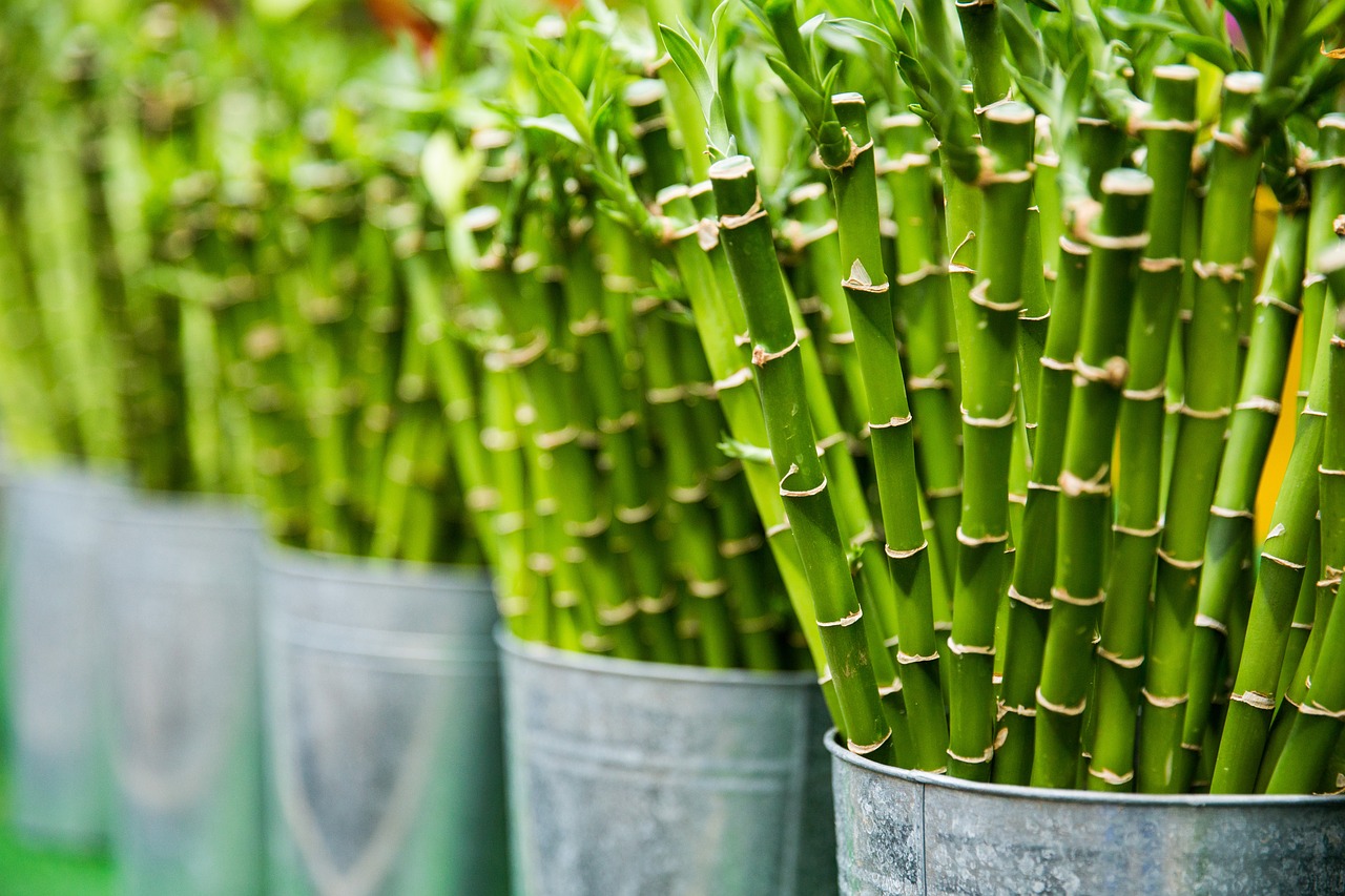 how to grow bamboos