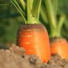 how to grow carrots easily