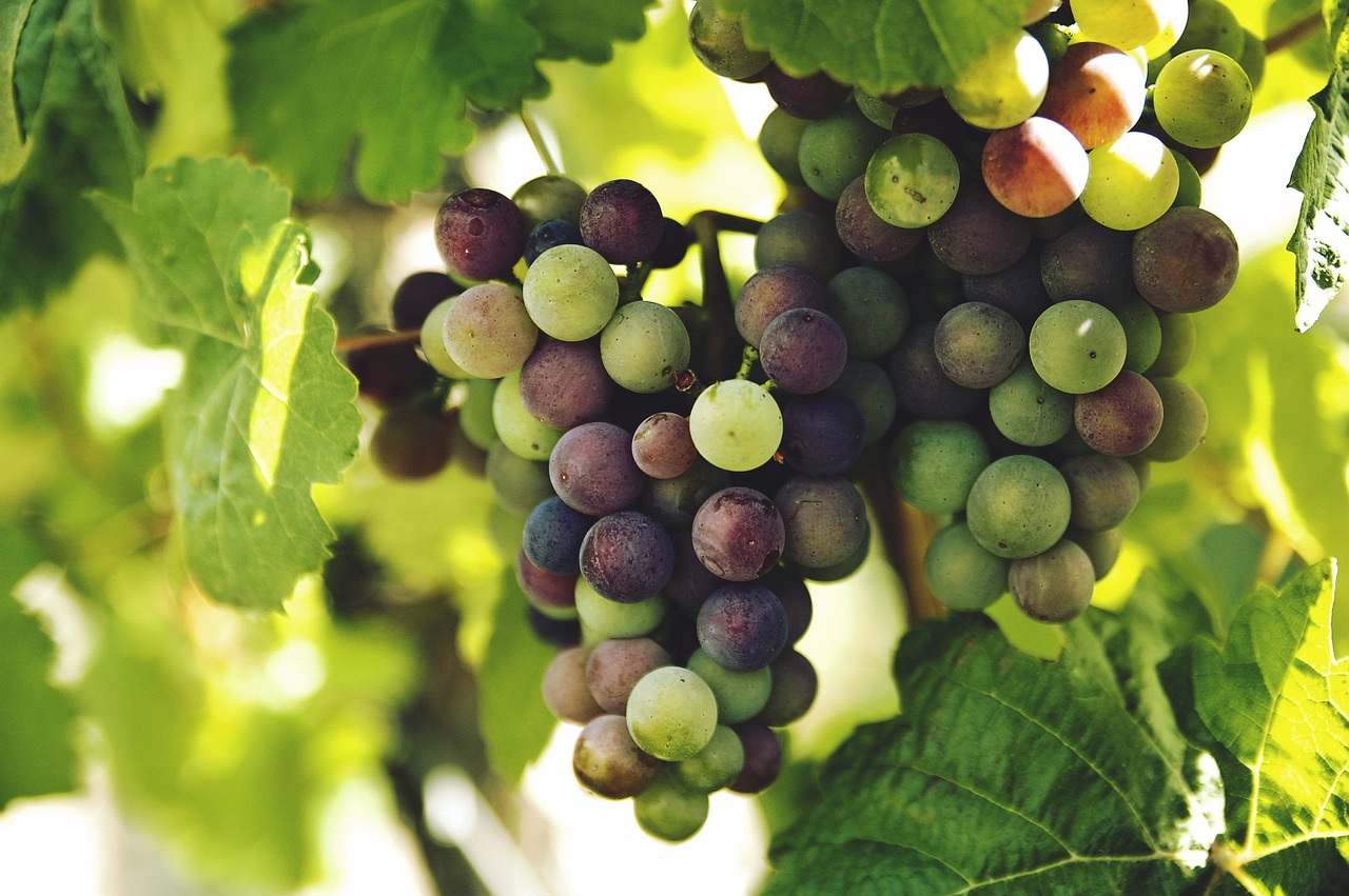 how to grow grapes