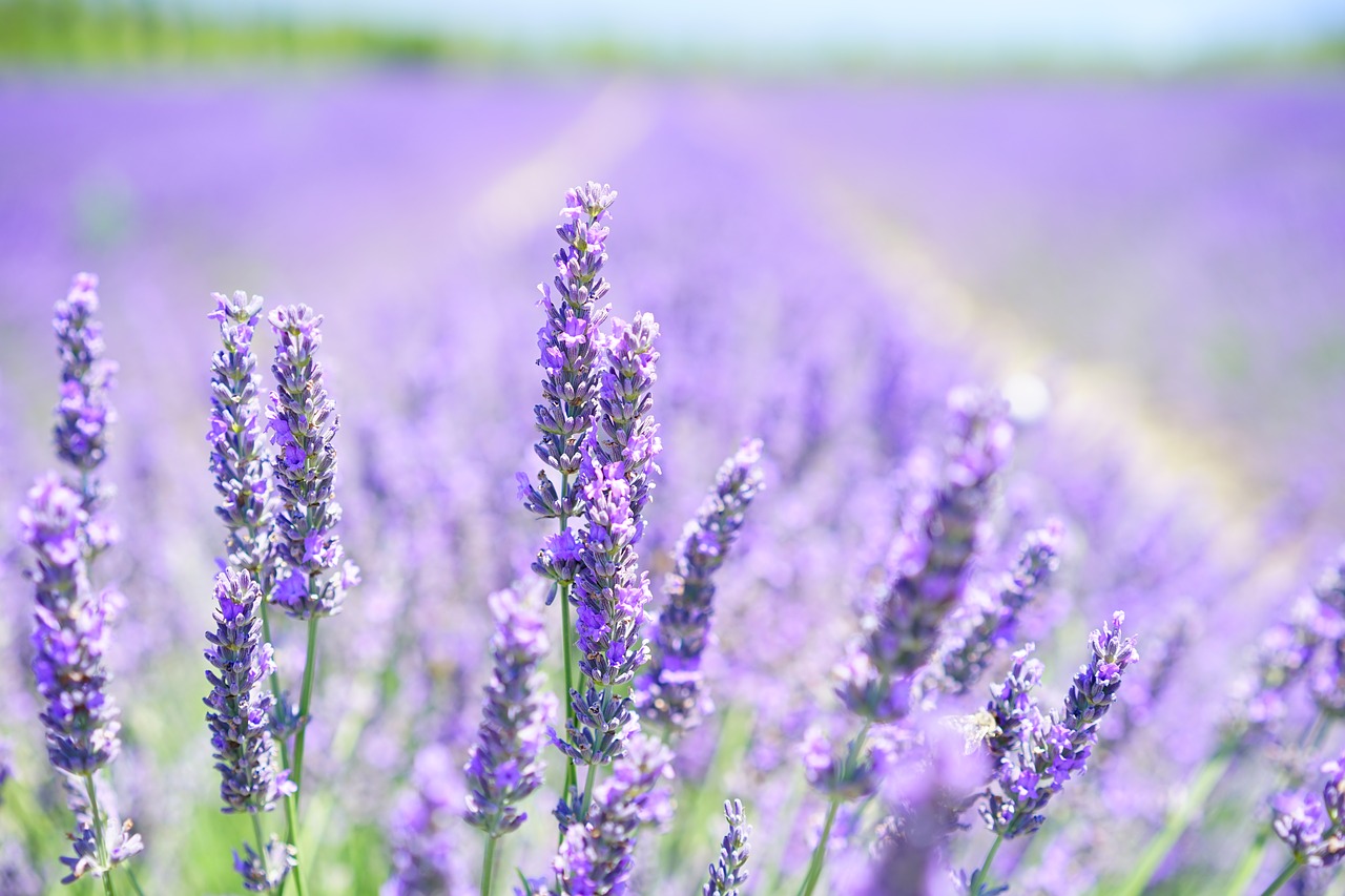 how to grow lavenders easily