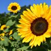 how to grow sunflowers