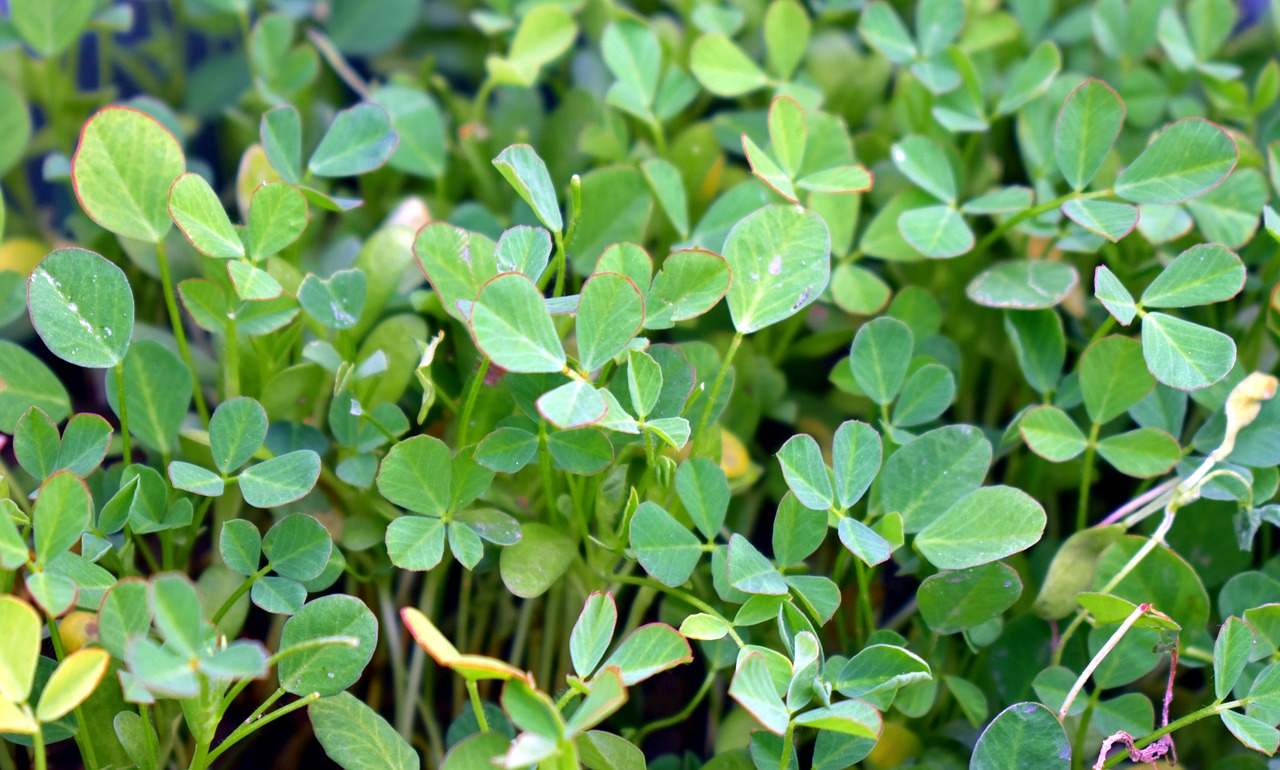How to Grow Fenugreek at Home