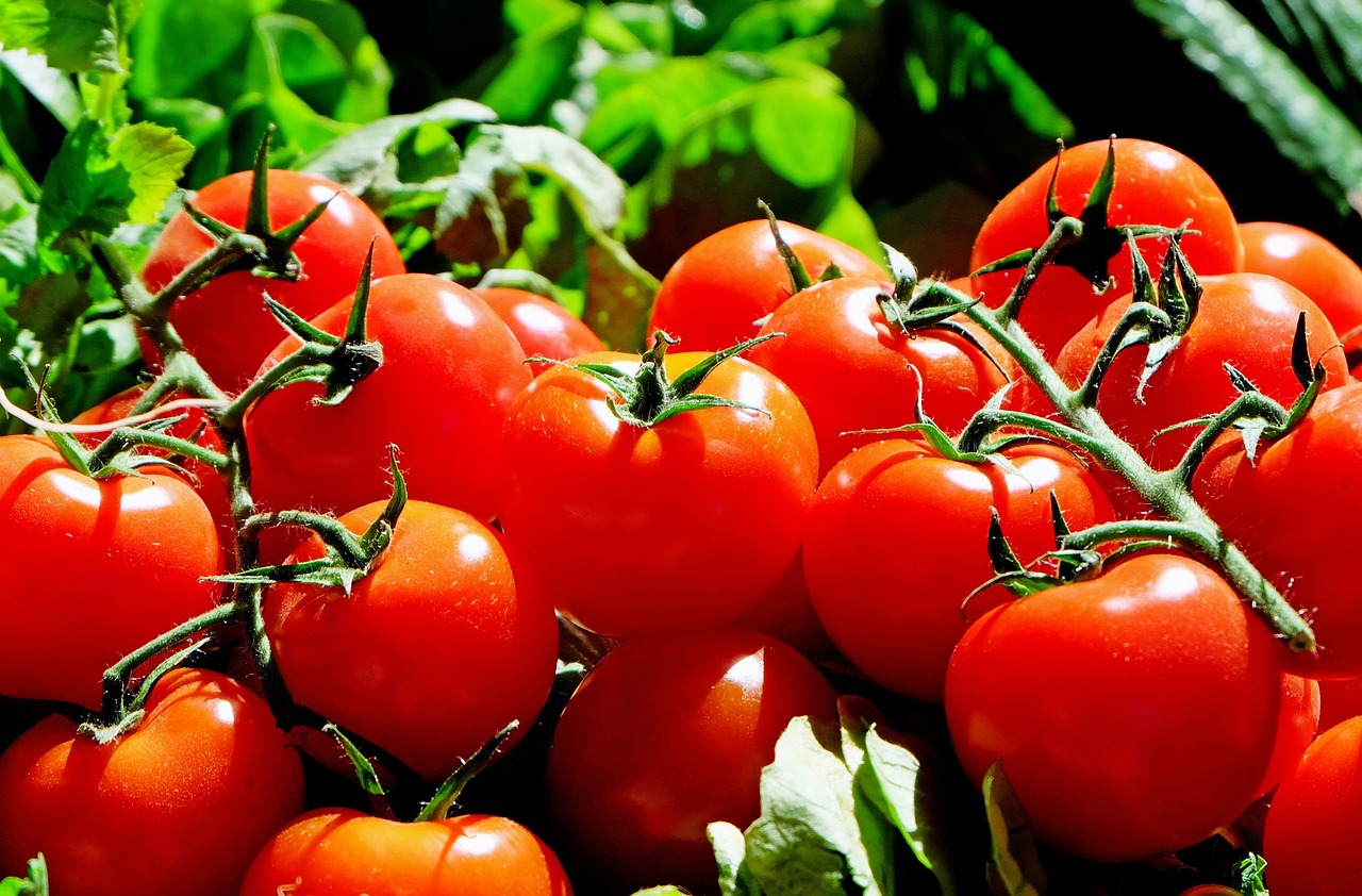 How to Grow Tomatoes at home