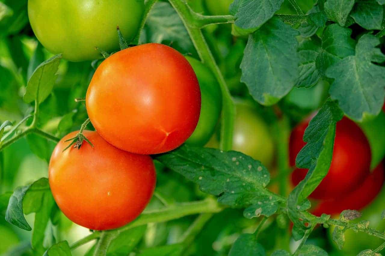 Tomato Fertilizers Pros Cons