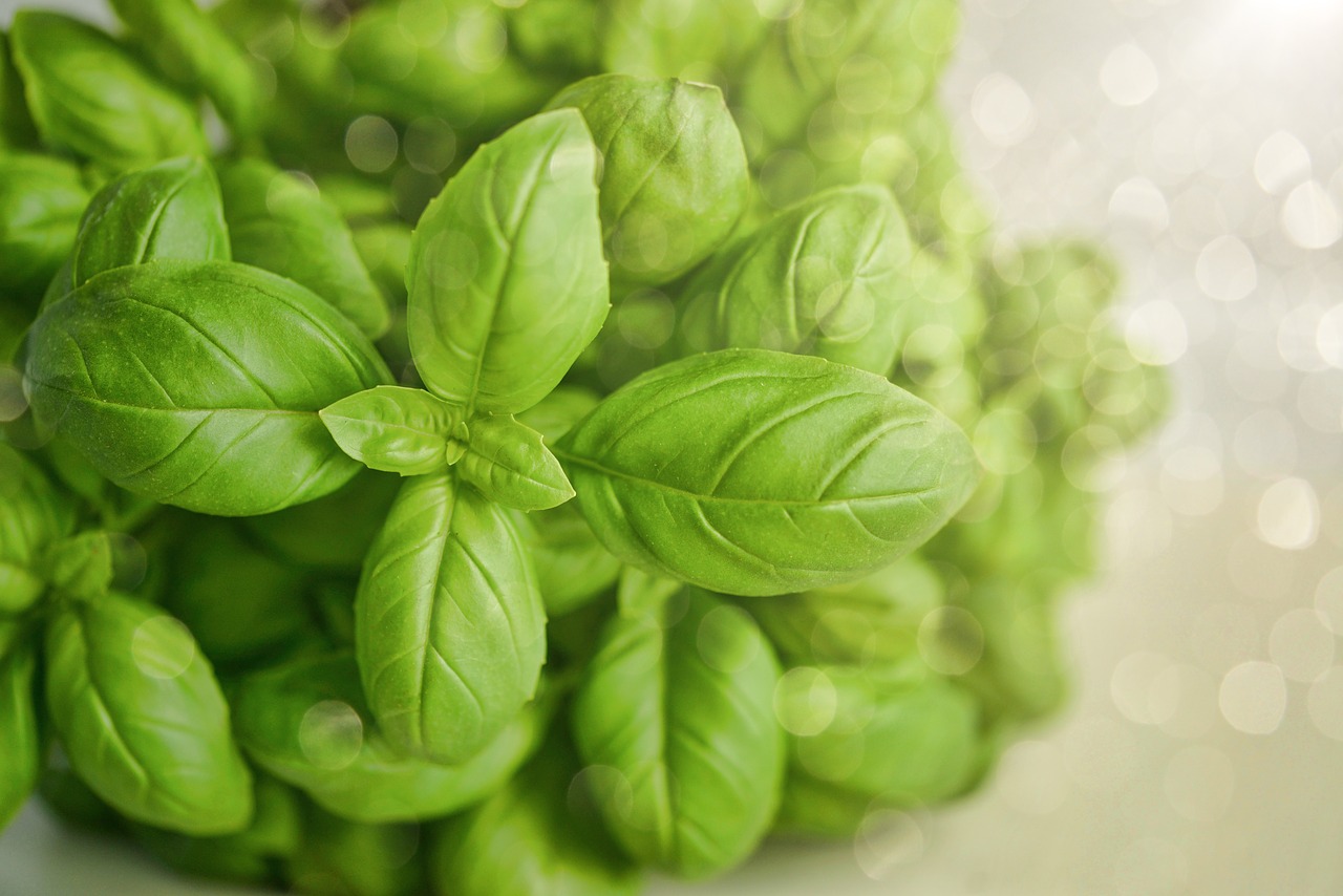how to harvest basil