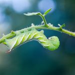 get rid of tomato worms