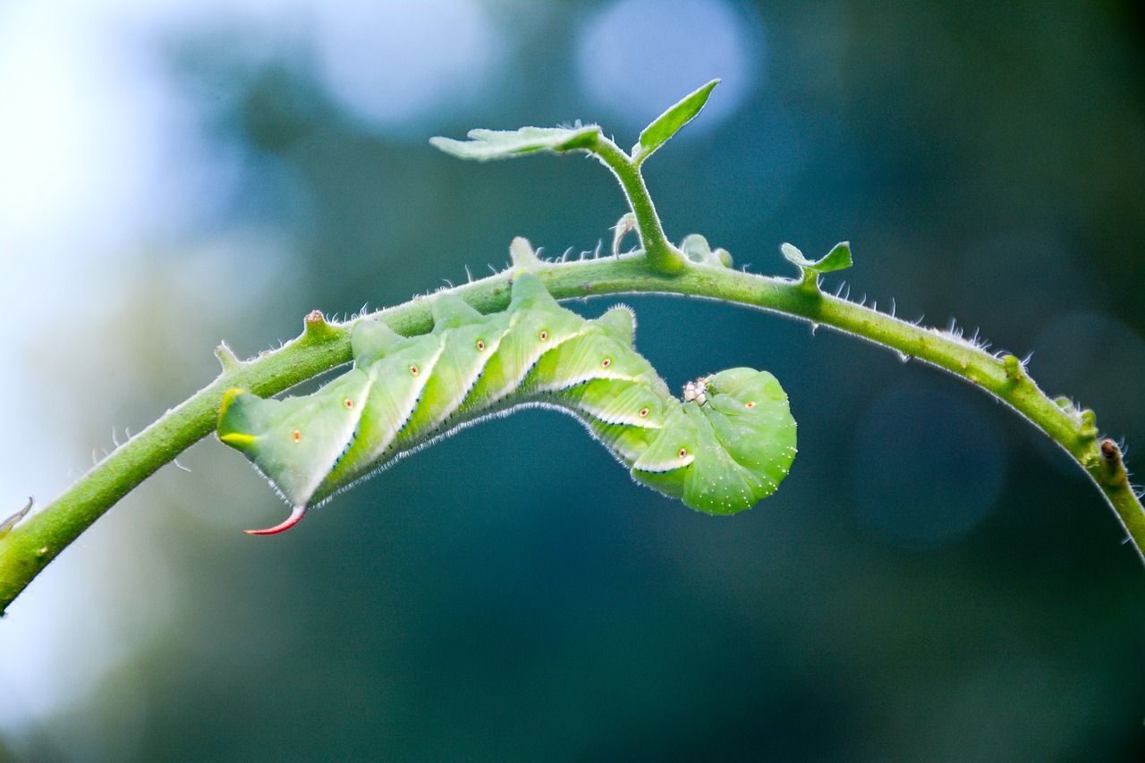 get rid of tomato worms
