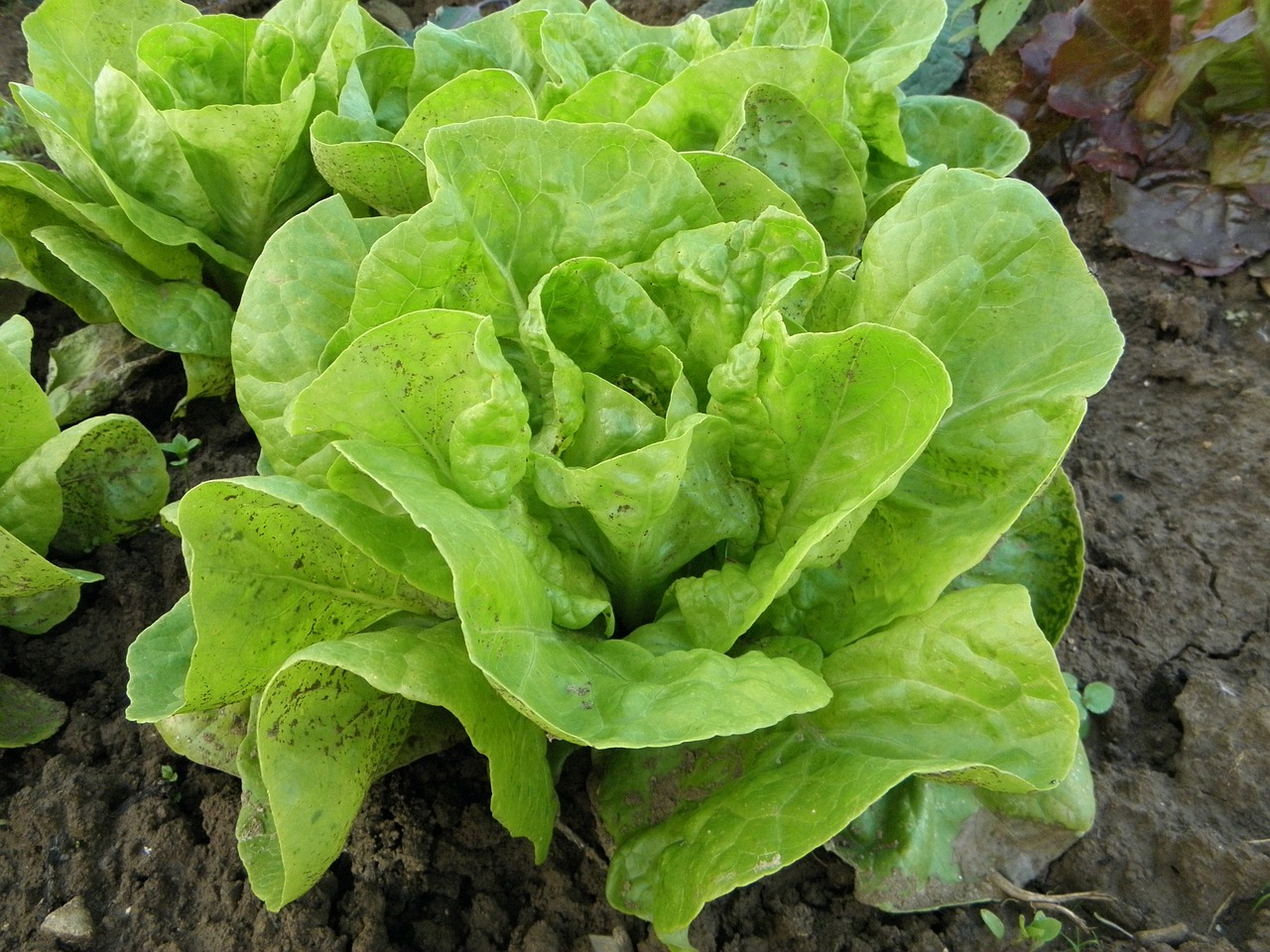 types of lettuce