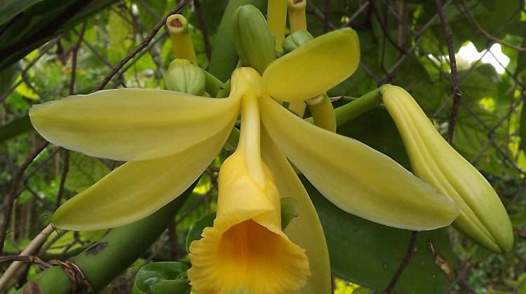 About Vanilla Orchid