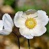 Anemone Meaning and Symbolism