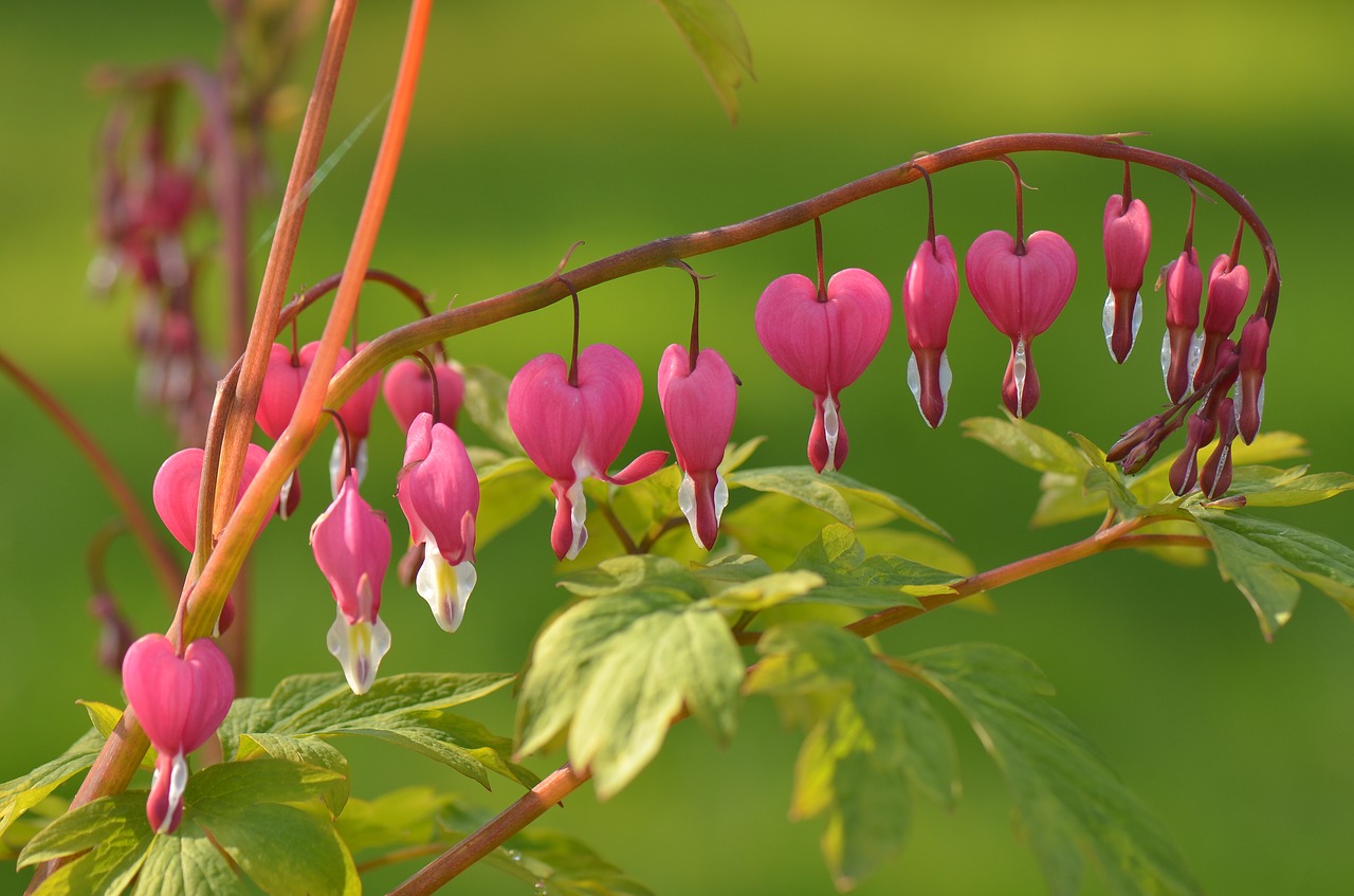 Bleeding Heart Plant Care Guide and Growing Tips MORFLORA