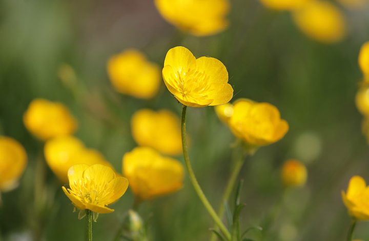 Buttercup Flower Facts