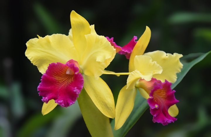 Caring for Cattleya Orchid