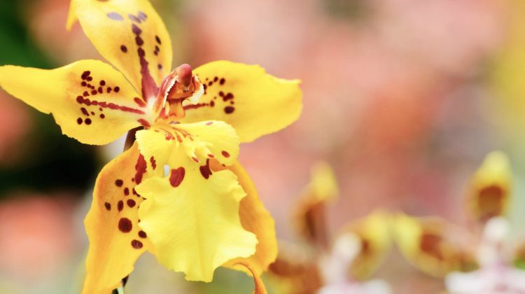 Caring for Oncidium Orchids