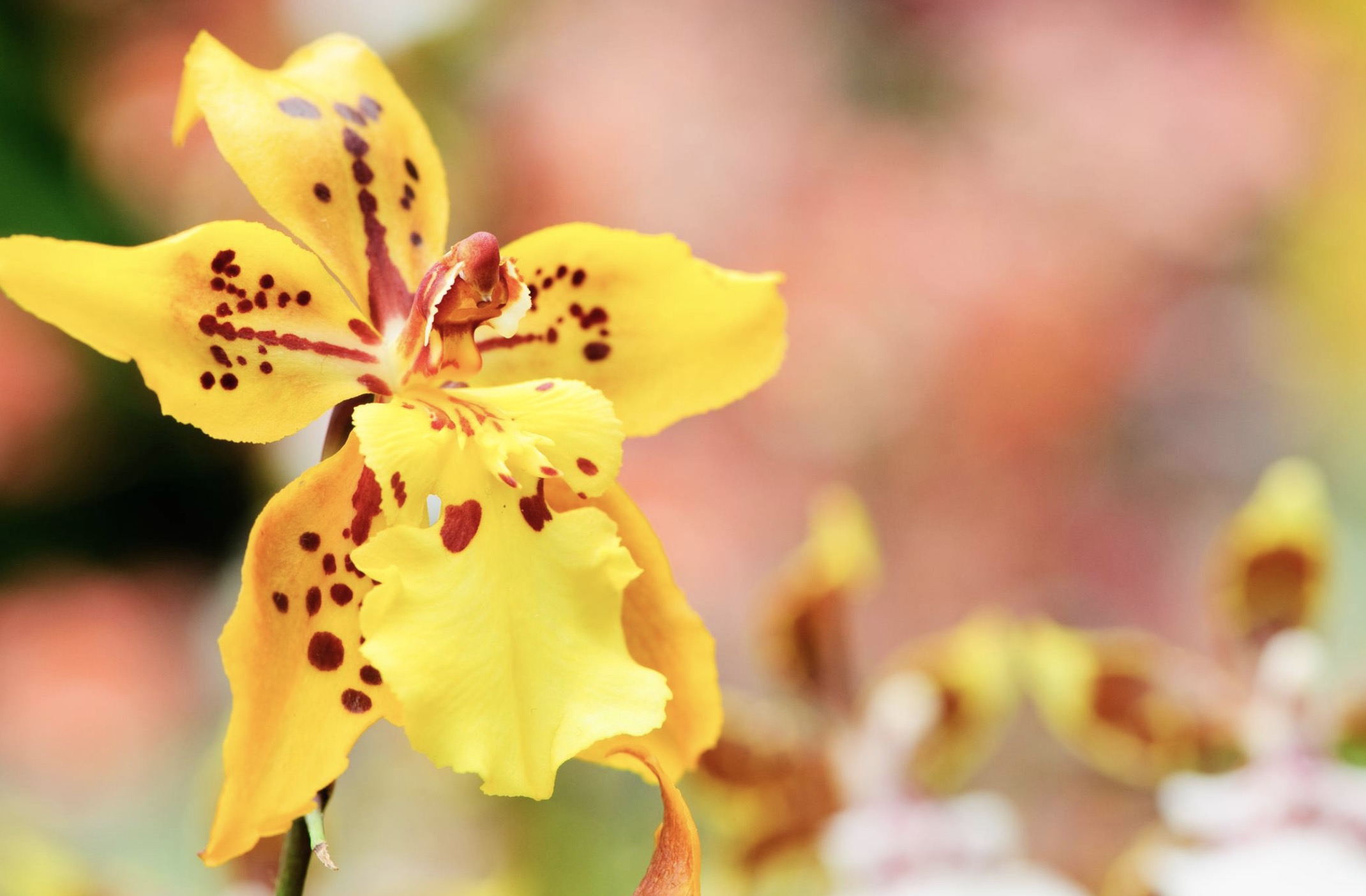 Growing and Caring for Oncidium Orchids at Home - MORFLORA