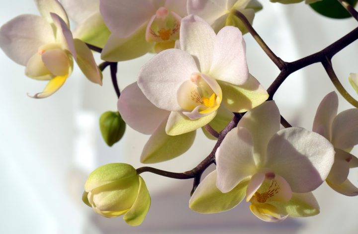 Common Types of Orchid