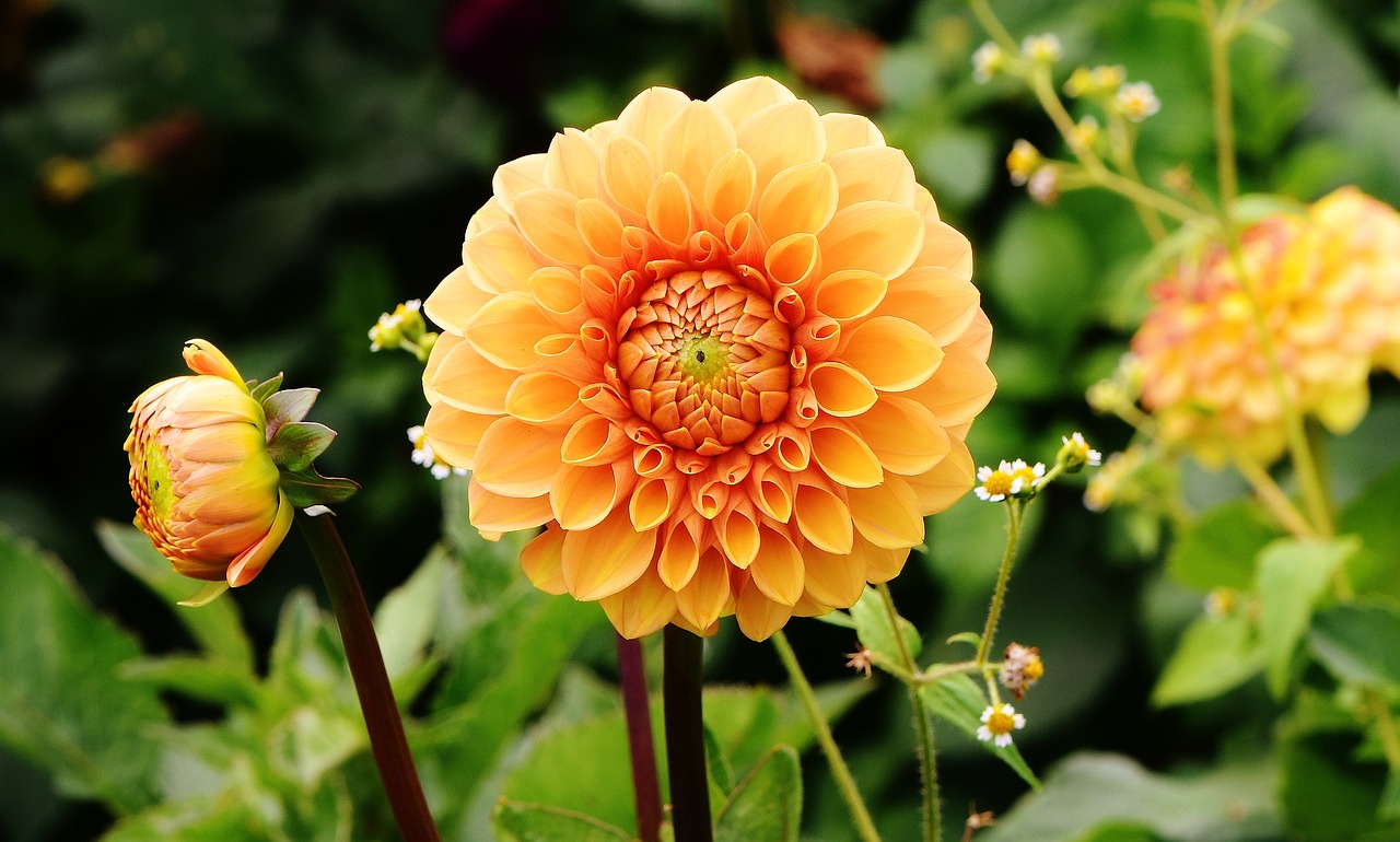 Dahlia Flower Meaning, Symbolism and Colours - MORFLORA