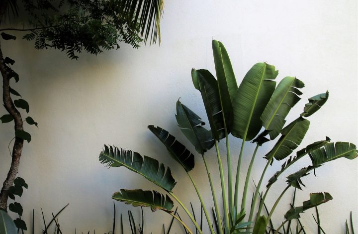 Palm Plants