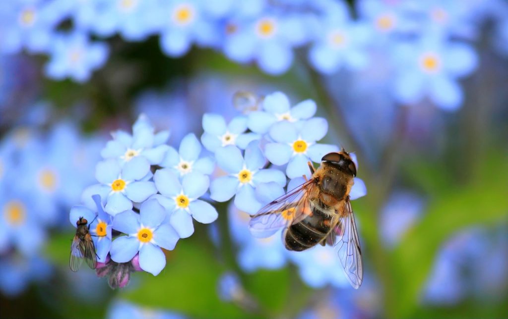 Facts About Forget-Me-Nots flower