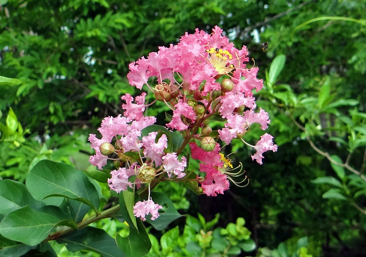 Myrtle Flower Meaning and Symbolism that You Need to Know