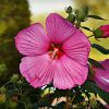 Types of Hibiscus Plant
