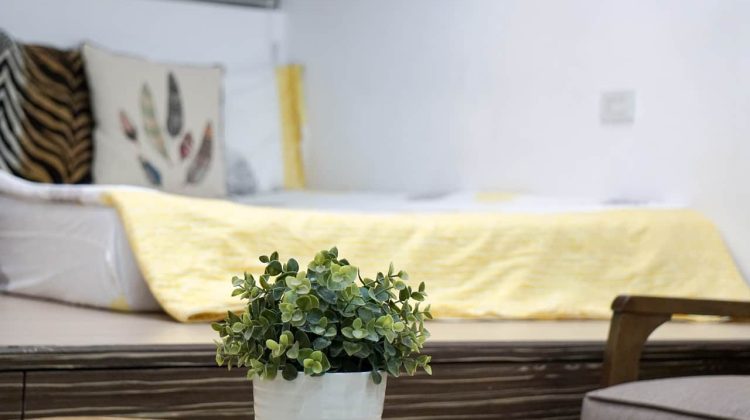 Plants for Bedroom