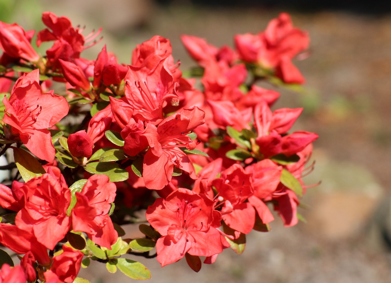 How To Grow Rhododendron Flower In Your Backyard Morflora