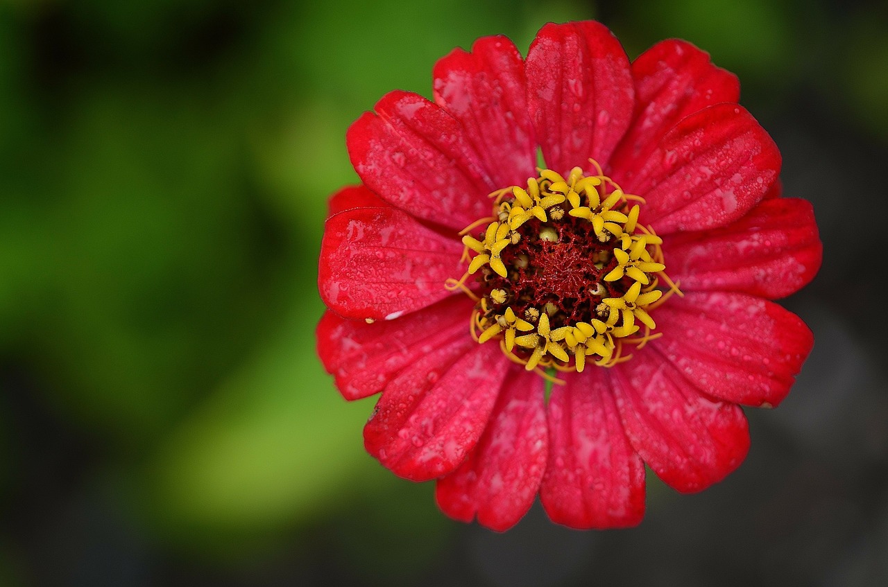 Zinnia Flower Facts Meaning And Planting Guide Morflora
