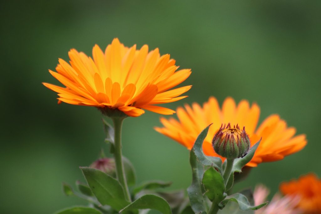 The Brilliance of Marigold Flowers