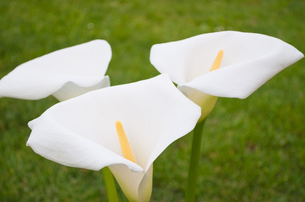 The History of Calla Lily