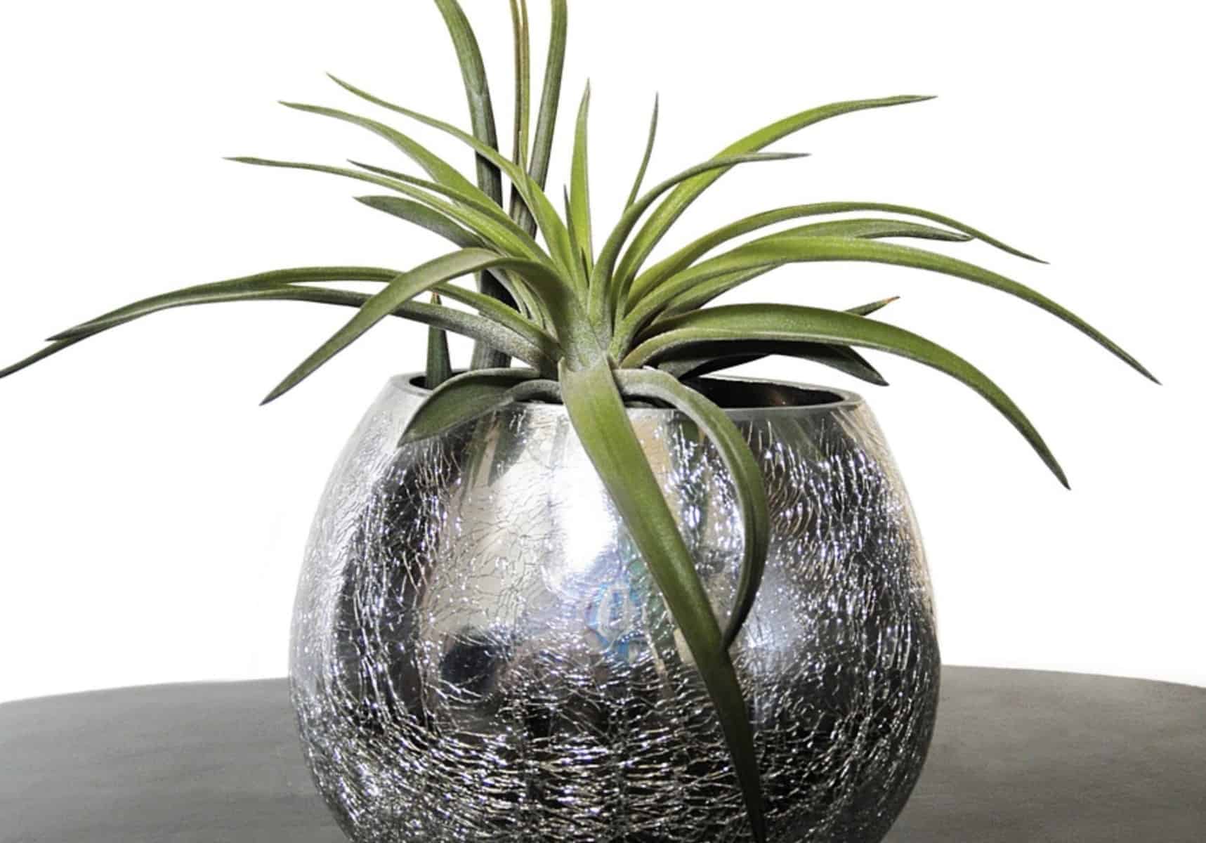 15 Types of Air Plants to Brighten Up Your Home - MORFLORA