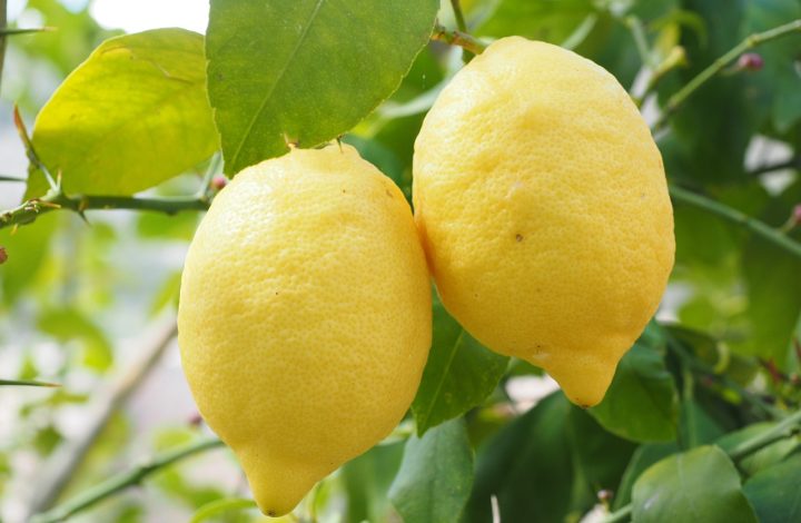 Varieties and Types of Lemons