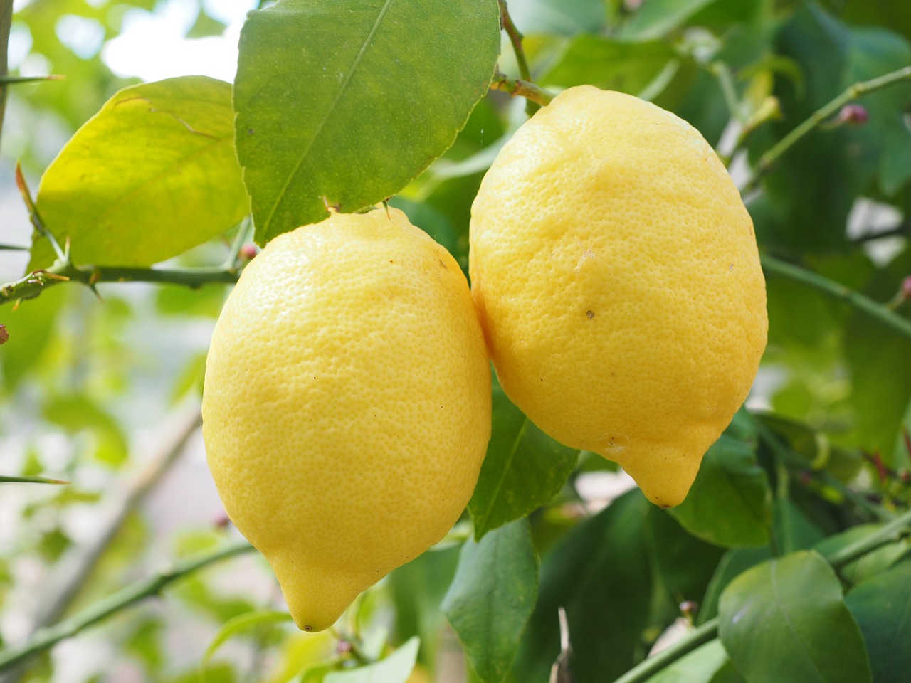 20 Varieties And Types Of Lemons From All Over The World - MORFLORA