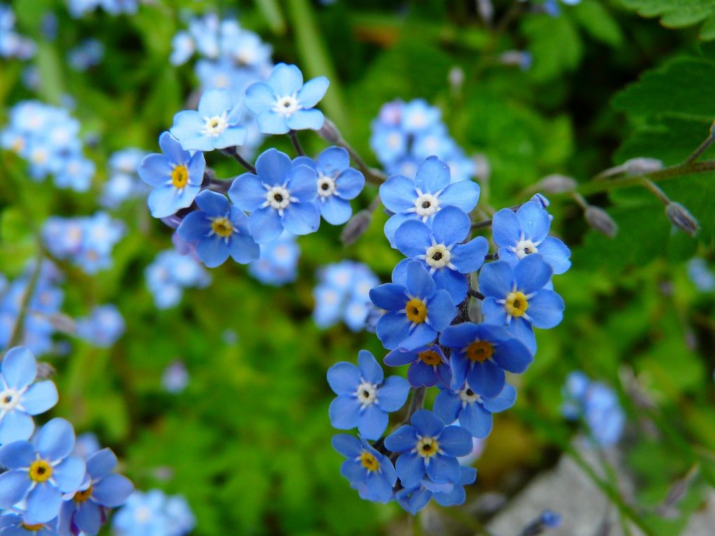 About Forget-Me-Not Flowers