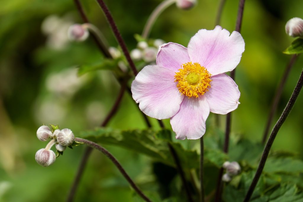 Anemone Flower - Etymological Significance
