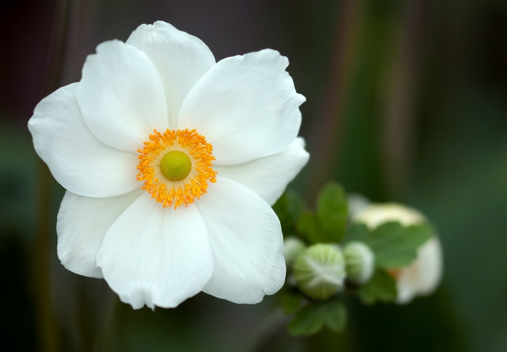 Anemone Meaning and Symbolism in Different Cultures