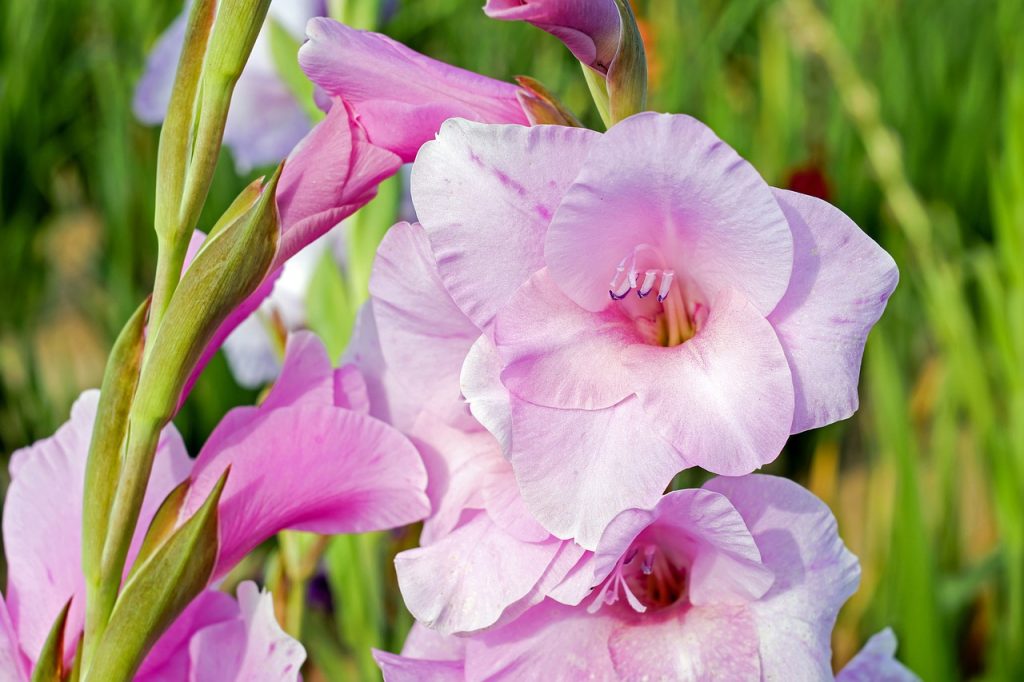 August Birth Flower - gladiolus